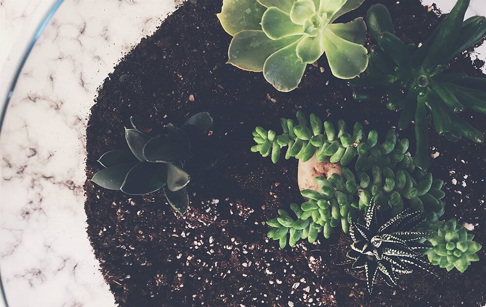 terrarium plants