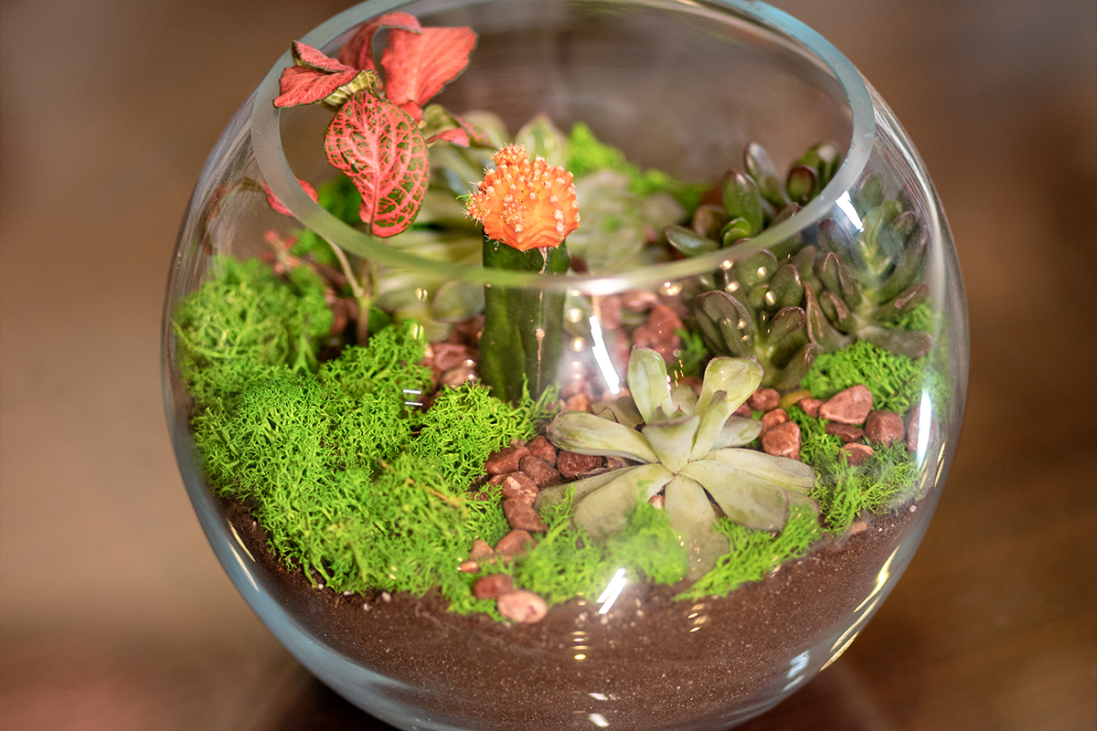 what are moss terrariums