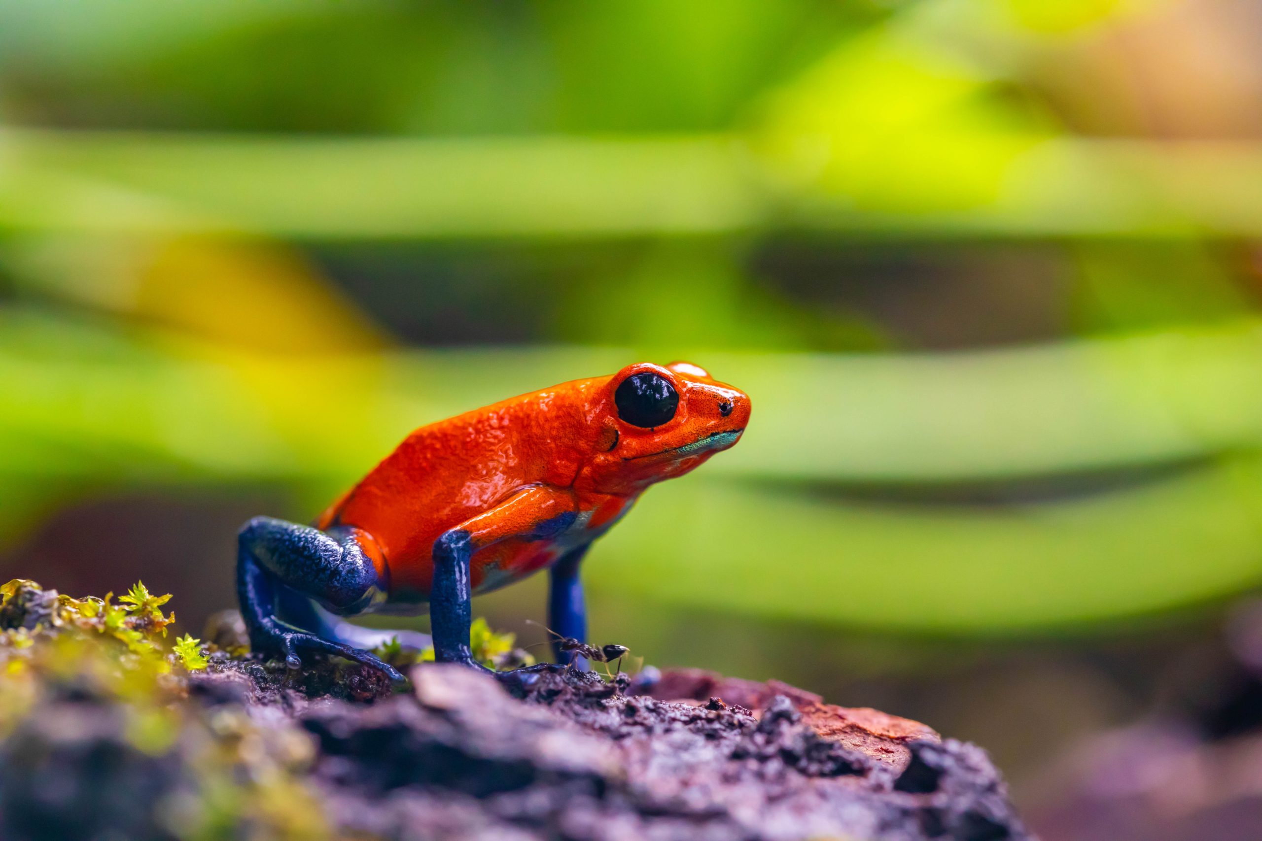 picture of a frogs for terrarium
