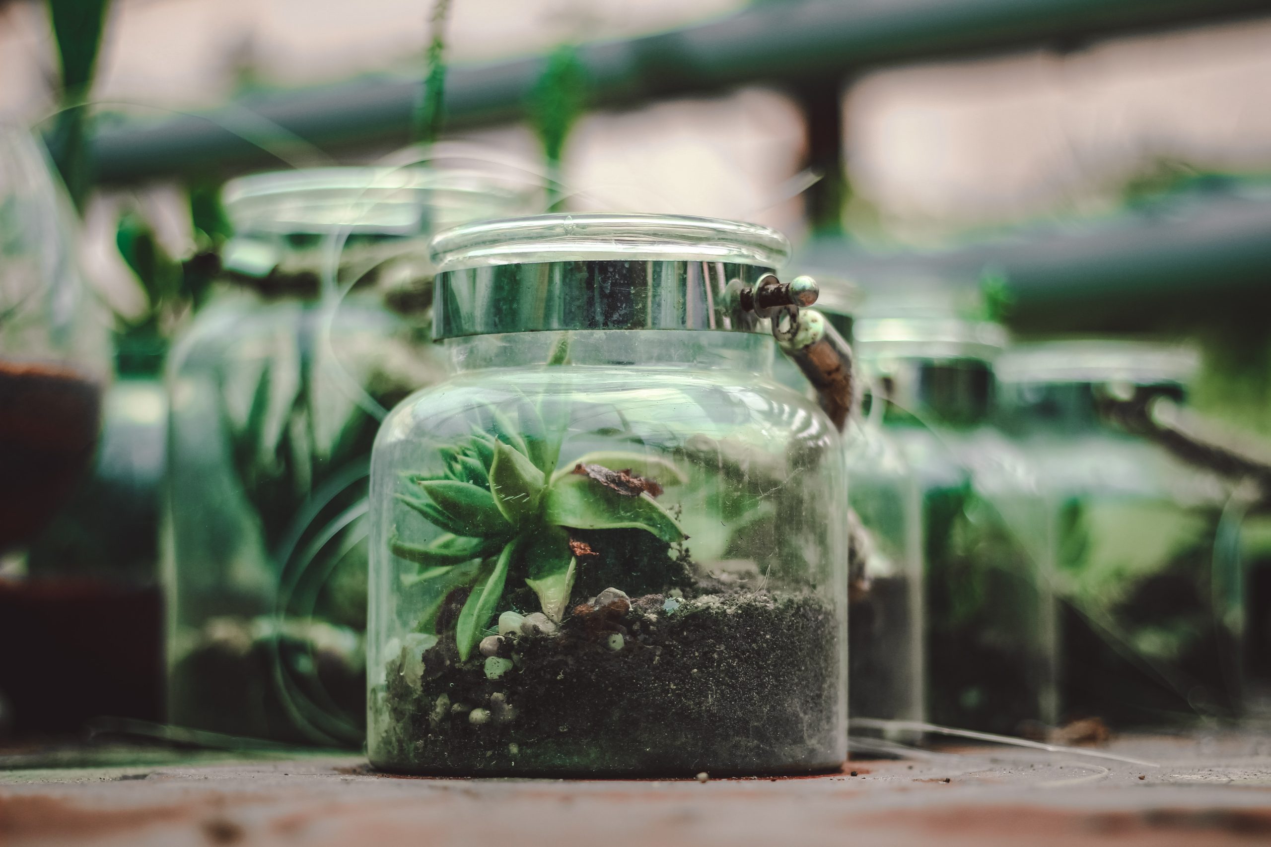 picture of various jars for terrariums